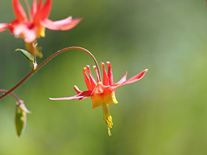 Wild Columbine