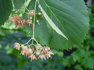 American Basswood tree
