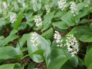 Image of Canada Mayflower wildflower