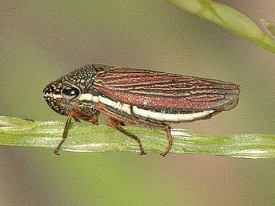 Leafhopper