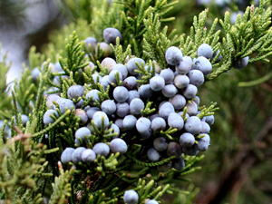 Eastern Red Cedar tree