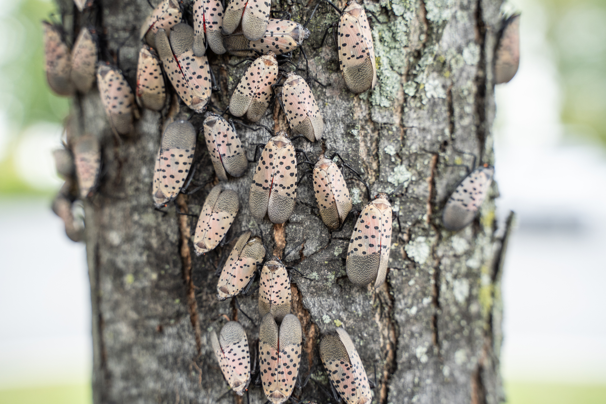 A swarm of spotted lanternflies