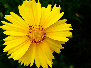 Image of Lance-leaved Coreopsis wildflower