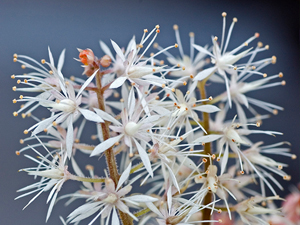 Image of Heartleaf Foamflower wildflower