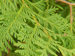 White cedar tree