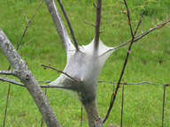Eastern Tent Caterpillars form webs in the forks of branches.