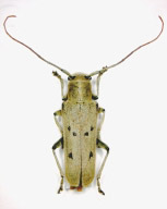 Linden Borer