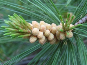 White pine tree