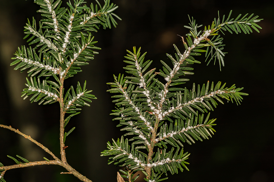 A hemlock branch with woolly sacs at the base of the needles