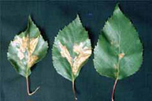 Birch Leaf Miner damage.