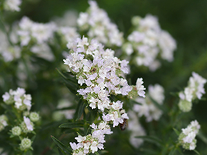 Image of Virginia Mountain Mint wildflower