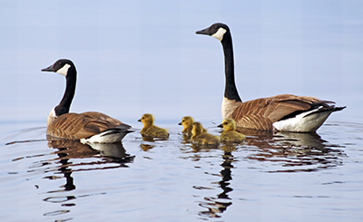 Canada geese and babies