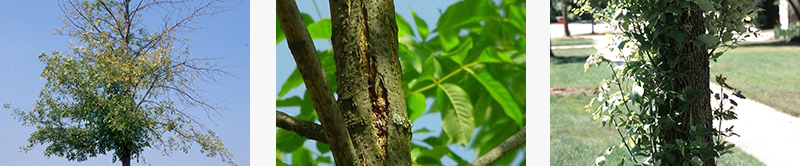 Signs of EAB infestation: very few leaves, cracks in the bark, trunk shoots