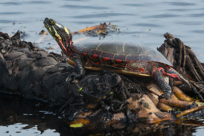 Turtle