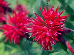 Image of Scarlet Bee Balm wildflower