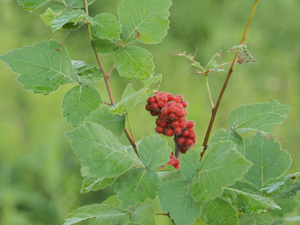 Fragrant sumac shrub