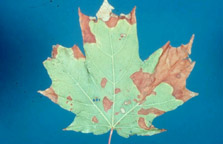 Anthracnose of Maple.