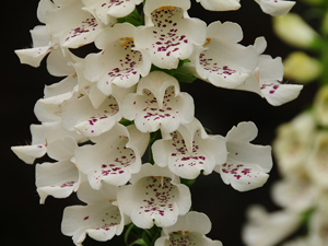 Image of Foxglove Beardtongue wildflower