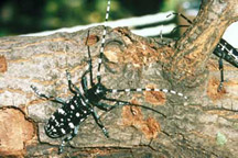 Asian Long-Horned Beetle