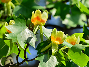 Tulip tree