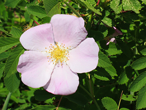 Pasture rose shrub