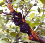Black Knot on a major limb of an infected Plum tree.